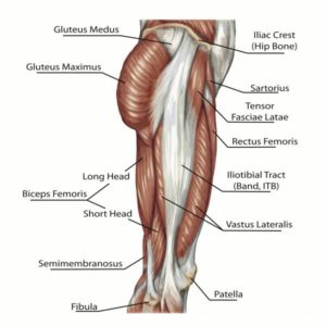 bacak kasları anatomisi
