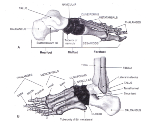 ayak anatomisi